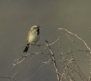 Black-throated Sparrow.jpg