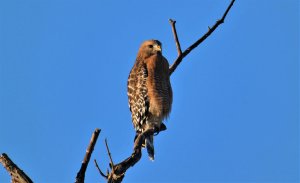 Red Shouldered Sunset