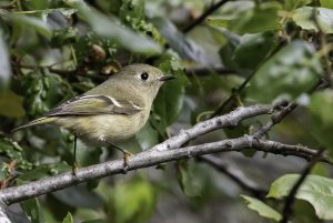 Ruby-crowned Kinglet