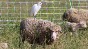 cattle egret