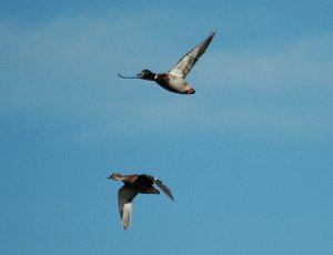 Flying mallard ducks