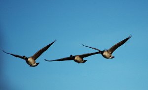 Canadian geese