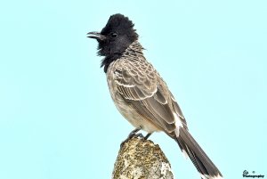 Bulbul.