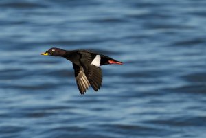 Drake Velvet Scoter