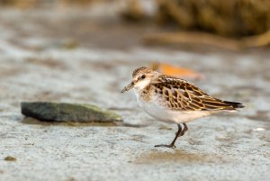 Little stint