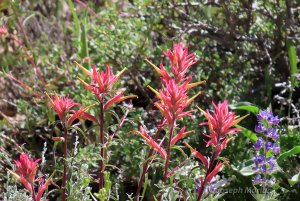 Wyoming Paintbrush (Castilleja linariifolia)