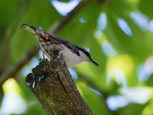 Nuthatch