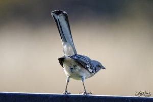Mooned by a Northern Mockingbird