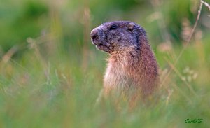 Marmot portrait