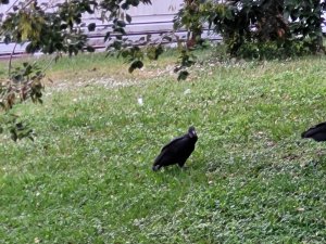 Black Vulture???