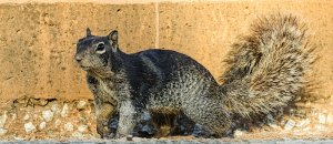 Rock Squirrel parent guarding its youngsters.jpg