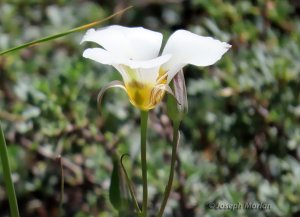 Leichtlin's Mariposa Lily (Calochortus leichtlinii)
