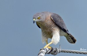 Shikra (Female)