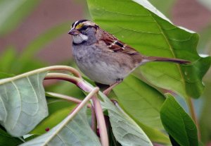 White-throated sparrow