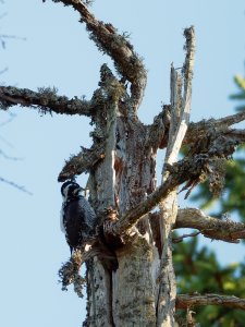 Female three-toed woodpecker