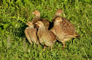 Francolin Chicks