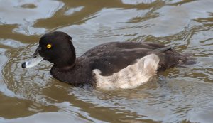 Tufted Duck