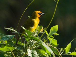 Olive-naped Weaver