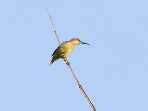 Superb Sunbird Female