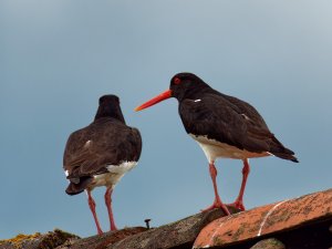 Oystercatchers on the roof