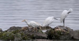 Little egrets with a cattle egret