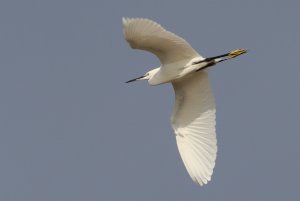 little egret