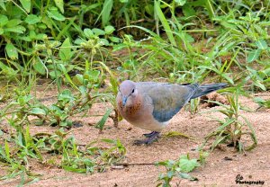 Laughing Dove .