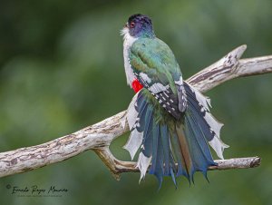 Cuban-Trogon.jpg