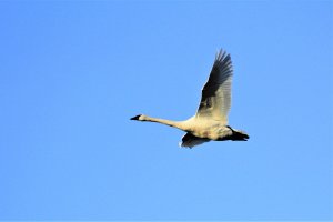_MG_5119-Trumpeter Swan-flight