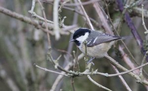 coal tit