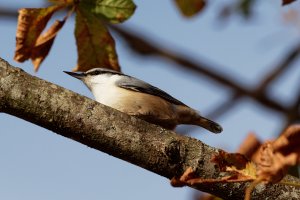 Nuthatch