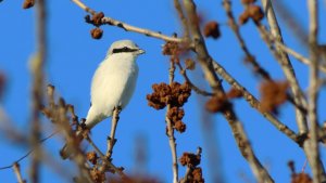 great grey shrike