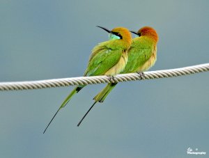 Bee-eaters