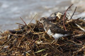 Turnstone