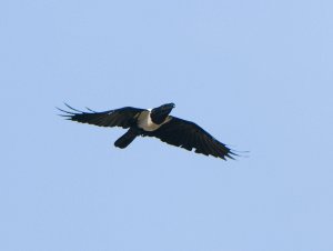 Pied Crow