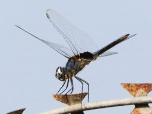Dragonfly 4.jpg