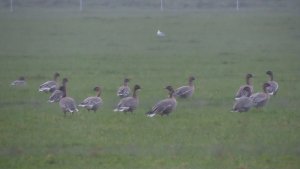 Pink Footed Geese