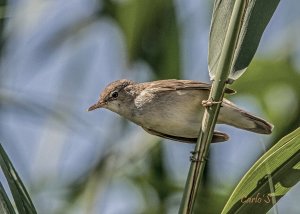 Reed warbler