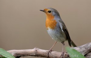 Robin