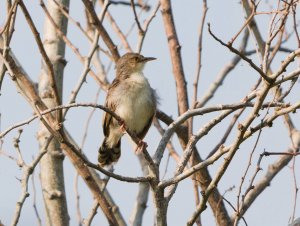 Winding Cisticola