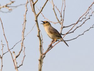 Red Faced Cisticola