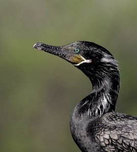 Neotropic Cormorant (adult).jpg