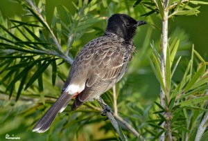 Bulbul