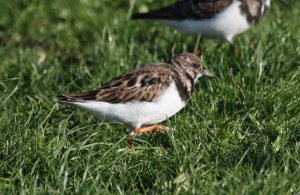 Turnstone