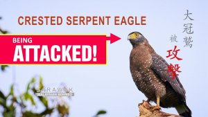 Attack on Crested Serpent Eagle