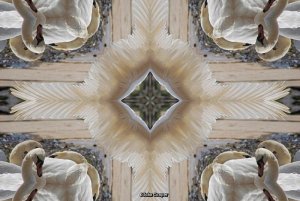 Swan kaleidoscope