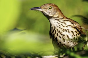 Brown Thrasher