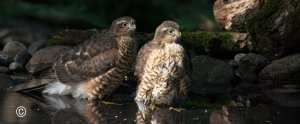 Young Sparrow Hawks Bathing