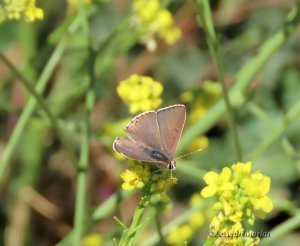 Great Copper (Tharsalea xanthoides)
