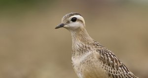 Eurasian Dotterel